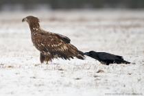 Seeadler